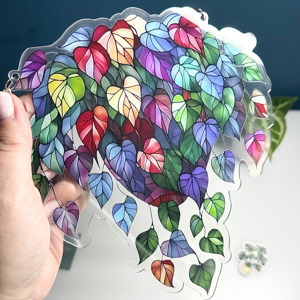 🌈 Attrape-soleil Pothos Coloré