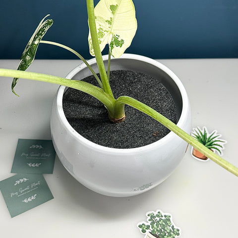 🌿 5 Tapis de Protection pour Plantes et Pots de Fleurs