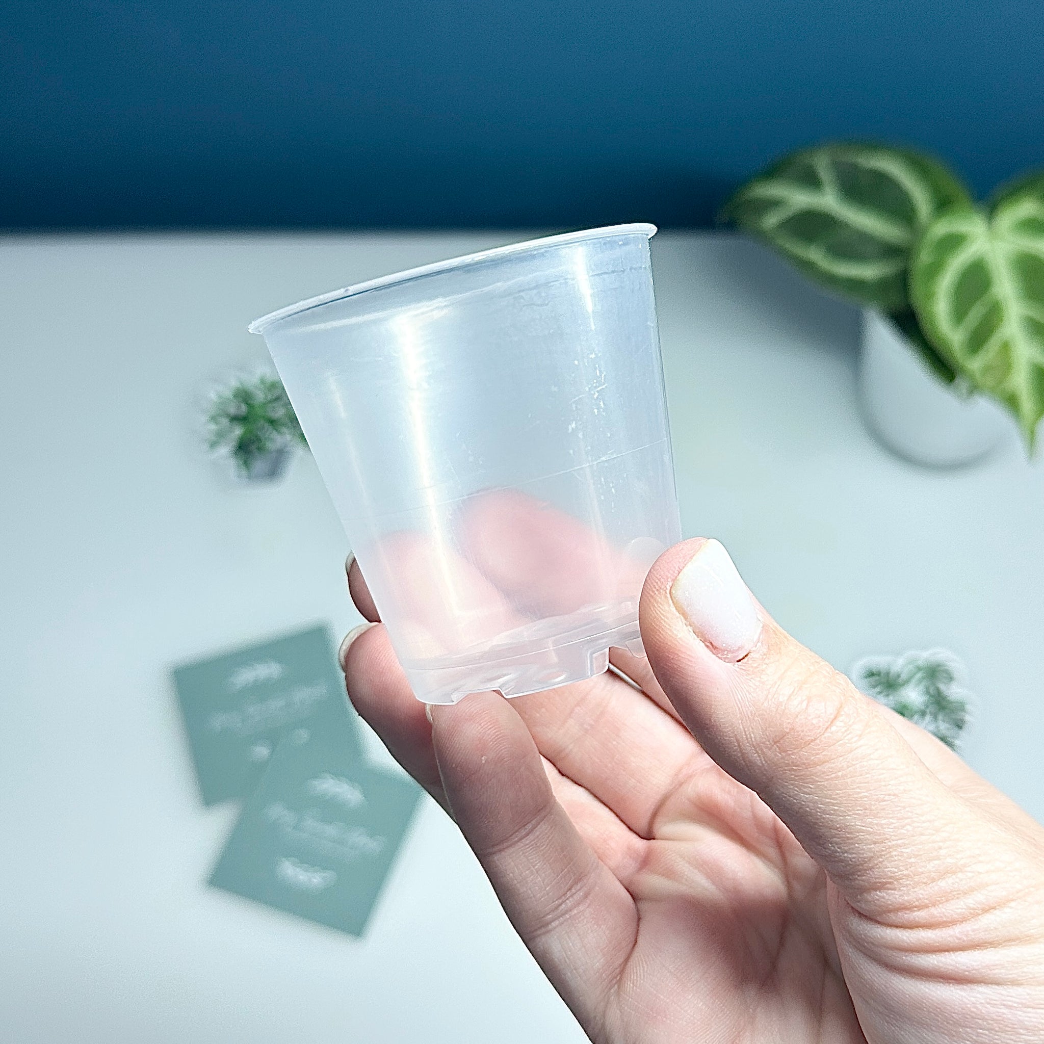 🌿 Pots Transparents pour Plantes – 6 cm / 9 cm / 12 cm