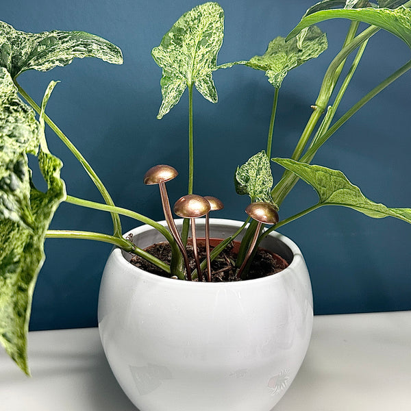 🍄 Lot de 5 Piquets de Champignon