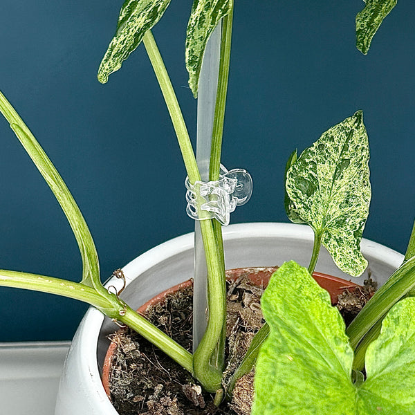 🌿 Pinces Transparentes pour Tuteurs – Lot de 10