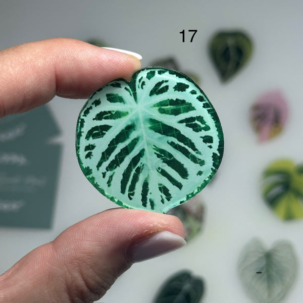 🌿 Aimants de réfrigérateur magnétiques – Design plantes tropicales