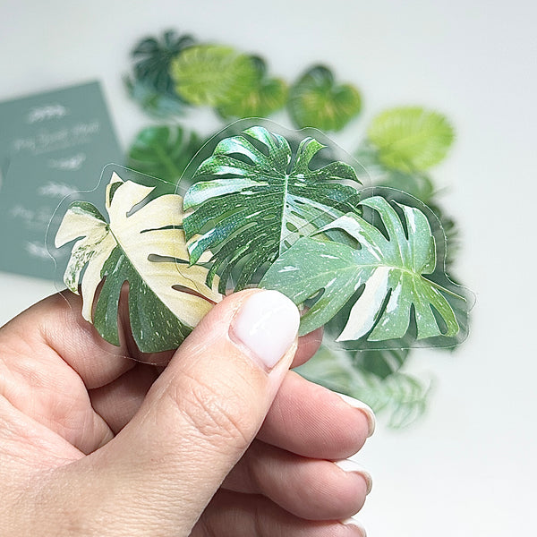 🍃 Lot de 40 Autocollants Monstera – Fond Transparent