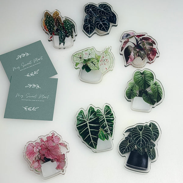 🌿 Aimants de réfrigérateur magnétiques – Design plantes tropicales