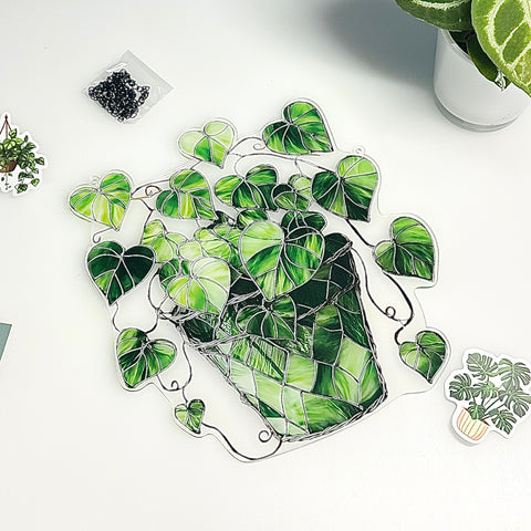 🌈 Attrape-soleil Pothos