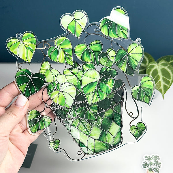 🌈 Attrape-soleil Pothos