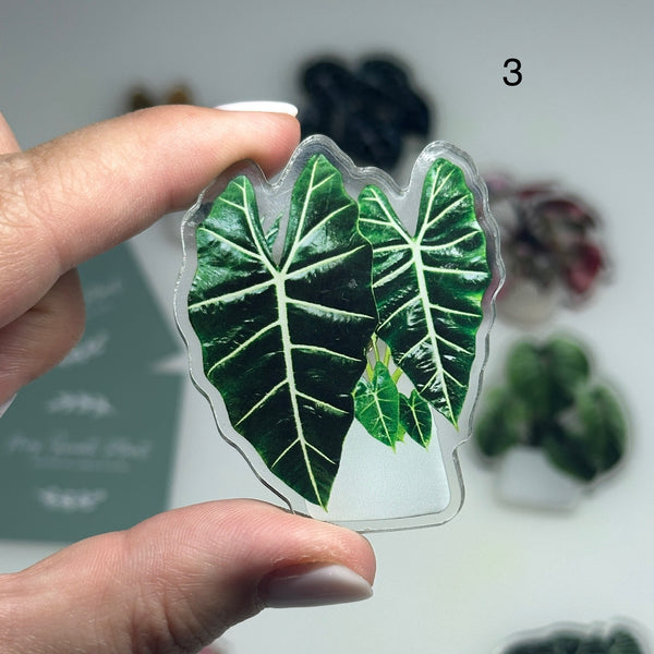 🌿 Aimants de réfrigérateur magnétiques – Design plantes tropicales