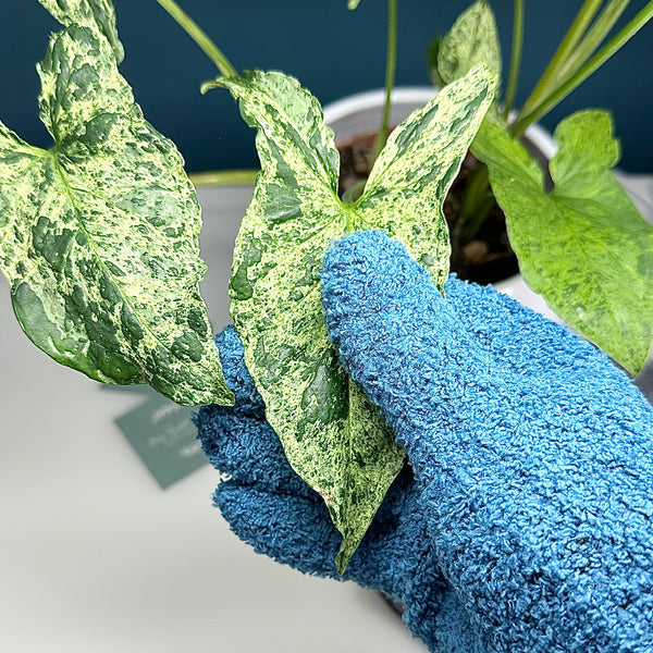 🌿 Gant de nettoyage en microfibre – Entretien facile et soin des plantes