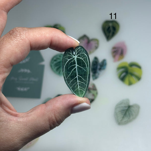 🌿 Aimants de réfrigérateur magnétiques – Design plantes tropicales