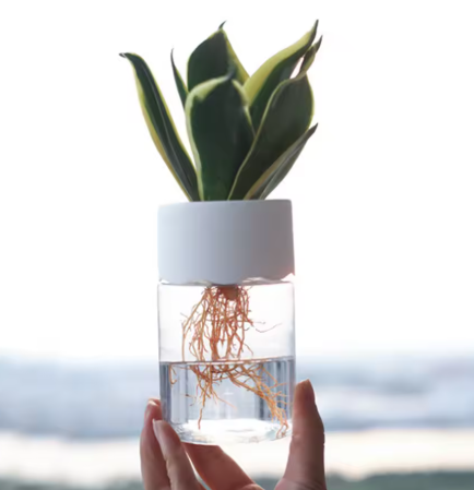 🌸 Pots Hydroponiques pour bouture avec Couvercle