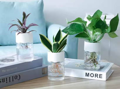 🌸 Pots Hydroponiques pour bouture avec Couvercle