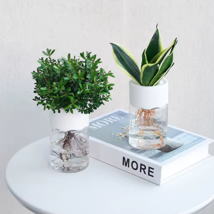 🌸 Pots Hydroponiques pour bouture avec Couvercle