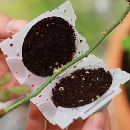 🌱 2 Boules de bouture de Plantes – Propagation Facile et Rapide 🌿