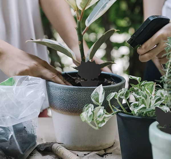 Piège à Insectes Volants – Motif Soleil, Cartes Collantes Noires Double Face 🪰