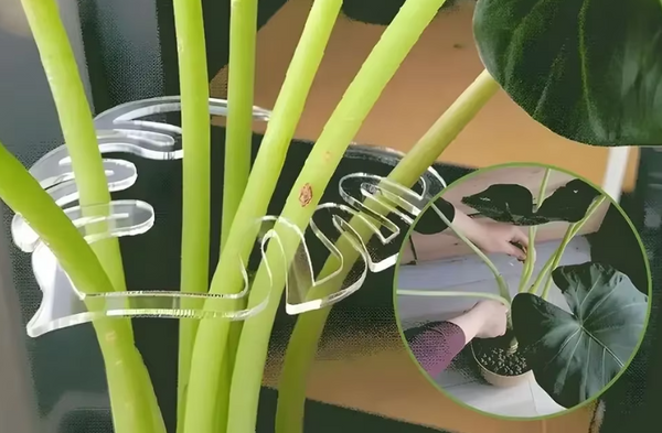 🌿  Support de tige feuille de monstera