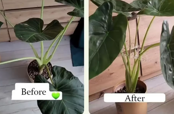 🌿  Support de tige feuille de monstera