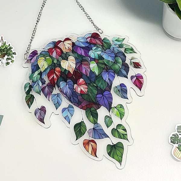 🌈 Attrape-soleil Pothos Coloré