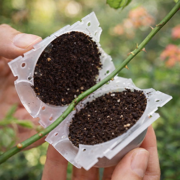 🌱 2 Boules de bouture de Plantes – Propagation Facile et Rapide 🌿