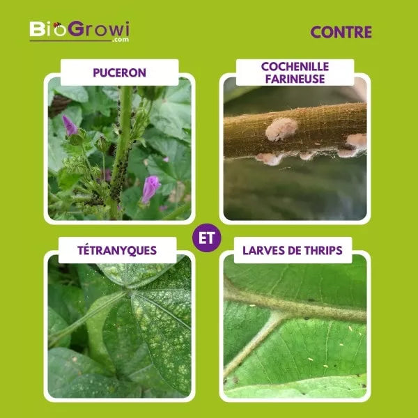 Chrysop - Contre les araignées rouges, les thrips, les pucerons et les cochenilles farineuses