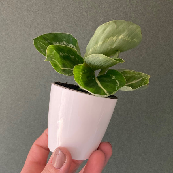 Cache Pot Blanc XS