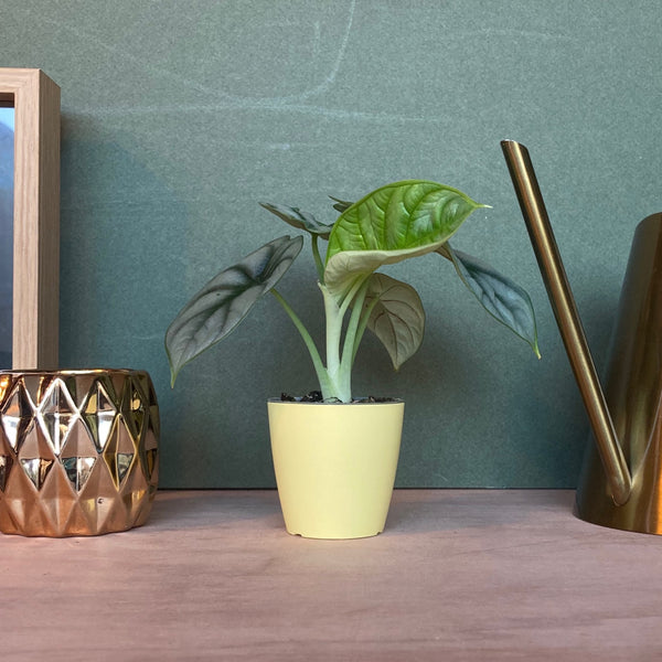 Cache Pot Mat Jaune XS
