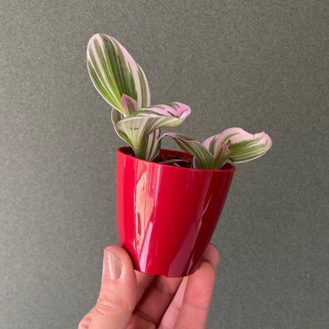 Cache Pot Rouge XS