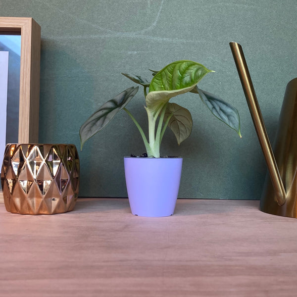 Cache Pot Mat Lilas XS