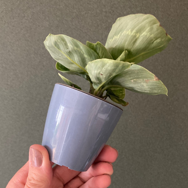 Cache Pot Bleu Gris XS