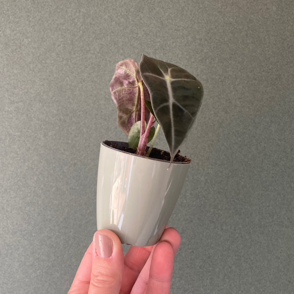 Cache Pot Vert Pâle XS