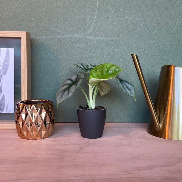 Cache Pot Mat Noir XS
