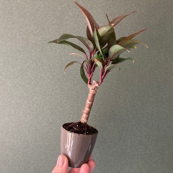 Cache Pot Gris Moyen XS