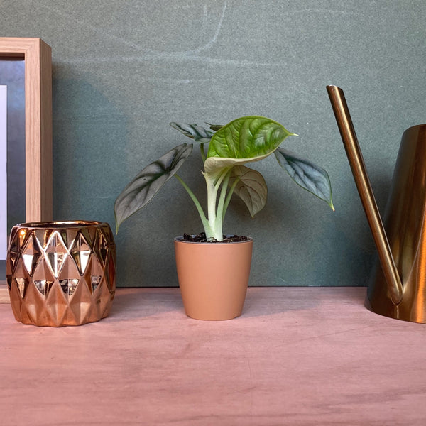 Cache Pot Mat Ocre XS