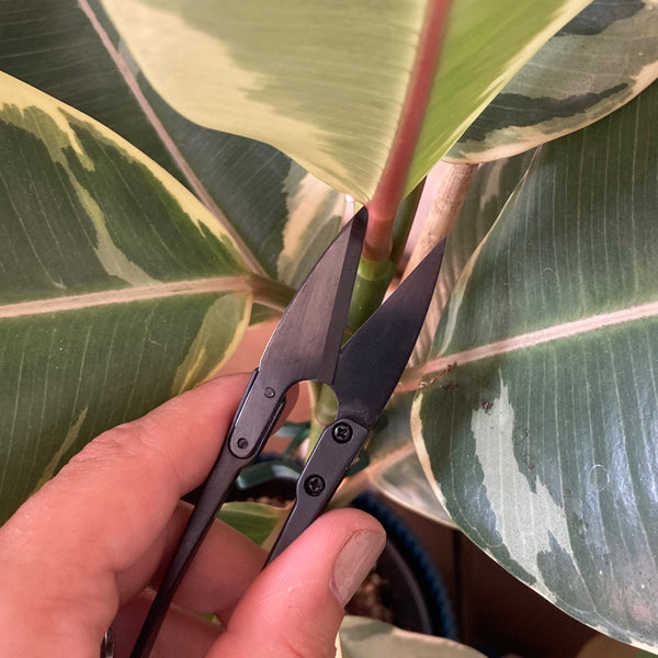 Coupe feuille noir