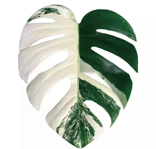 Accessoire Téléphone Pop Up Plante