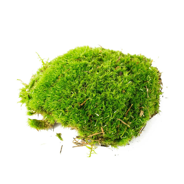 Mousse 3l Sybotanica