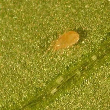 Amblyseius breeding system - Sachets de reproduction anti-thrips