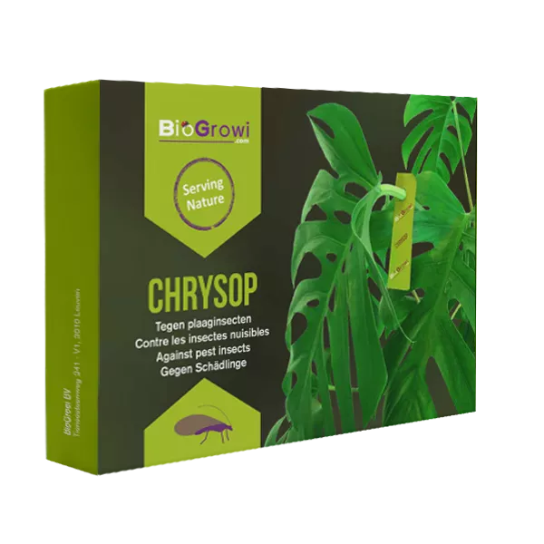 Chrysop - Contre les araignées rouges, les thrips, les pucerons et les cochenilles farineuses